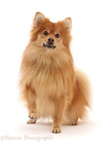 Pomeranian x Spitz dog, standing
