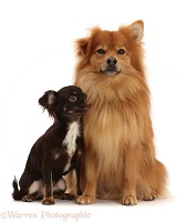 Pomeranian x Spitz dog, sitting with Chihuahua-cross puppy