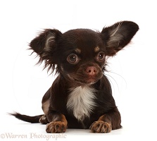 Chihuahua-cross puppy, lying with head up