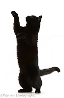 Black cat reaching up