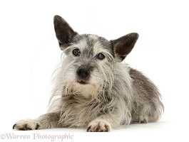 Shaggy elderly Jack Russell cross, lying with head up