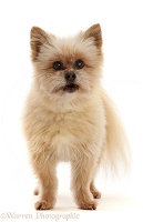 Pomeranian cross dog, 13 years old, standing