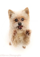 Pomeranian cross dog, 13 years old, standing up and begging
