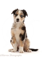 Border Collie-cross pup sitting