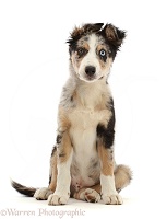 Border Collie-cross puppy sitting