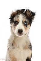 Border Collie-cross pup portrait