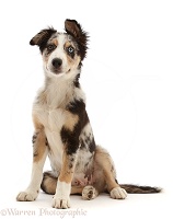 Border Collie-cross pup, sitting