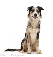 Border Collie-cross dog sitting