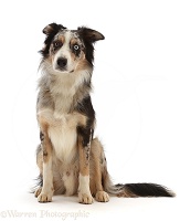 Border Collie-cross dog sitting