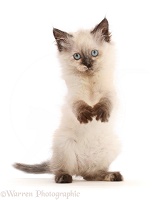 Ragdoll-cross kitten, with raised paws