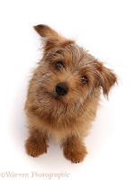 Norfolk terrier, 6 months old, sitting and looking up