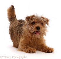 Norfolk terrier, 6 months old, in play-bow