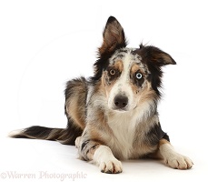 Border Collie-cross dog lying with head up