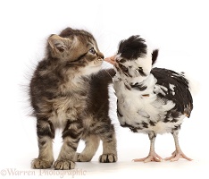 Tabby kitten, nose to beak with Polish chicken chick