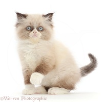 Persian-cross kitten, 9 weeks old, sitting with raised paw