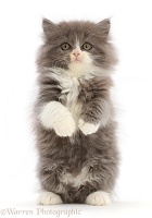 Blue bicolour Persian cross kitten, sitting up and begging