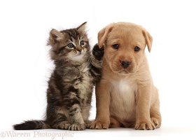 Tabby kitten batting Yellow Labrador Retriever puppy's ear