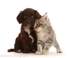 Chocolate Sproodle puppy and Tabby kitten