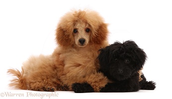 Red toy Poodle and black Cavapoo puppy