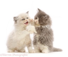 Two Persian cross kittens, play-fighting