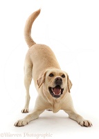 Yellow Goldidor Retriever dog, in playbow