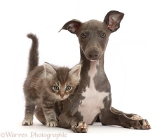 Grey tabby kitten with Blue Italian Greyhound puppy