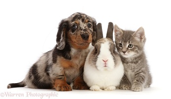Long-haired Dapple Dachshund puppy with kitten and rabbit