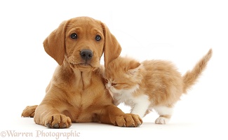 Fox Red Labrador Retriever pup and Ginger-and-white kitten
