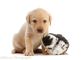 Yellow Labrador Retriever puppy and Polish Chicken chick