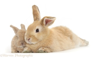 Sandy rabbit and baby lying stretched out