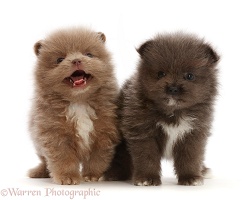 Two Pomeranian puppies standing together
