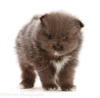 Pomeranian puppy standing