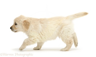 Golden Retriever puppy, walking across