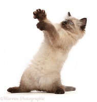 Ragdoll-cross kitten, reaching up in amusing way