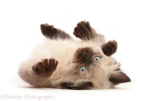 Ragdoll-cross kitten, lying on his back