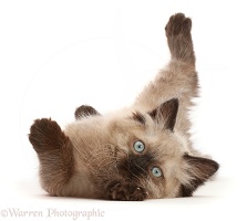 Ragdoll-cross kitten, rolling over with his leg in the air