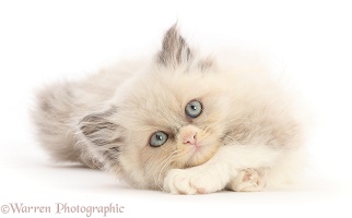 Persian cross kitten, lying stretched out