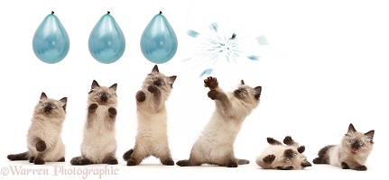 Ragdoll-cross kitten reaching up and bursting a balloon series