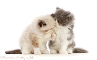 Persian-cross kittens, 6 weeks old, nuzzling and holding paws