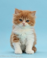 Ginger-and-white kitten sitting on blue background