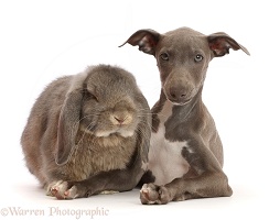 Grey Lop bunny with Blue Italian Greyhound puppy