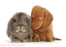 Red Dachshund puppy with grey Lop rabbit