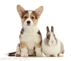 Pembrokeshire Corgi pup and Netherland Dwarf rabbit