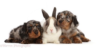 Dapple Dachshund puppies with Netherland Dwarf rabbit