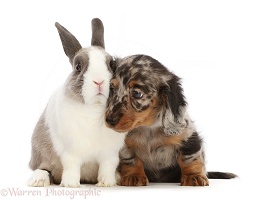Dapple Dachshund puppy with Netherland Dwarf rabbit