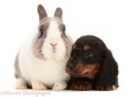 Black-and-tan Dachshund puppy with Netherland Dwarf rabbit