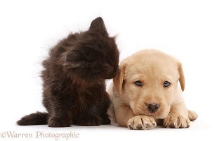 Black kitten and Yellow Labrador Retriever puppy