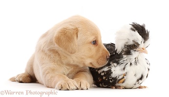 Yellow Labrador Retriever puppy and Polish chicken chick