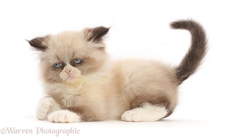 Grumpy-looking Persian cross kitten