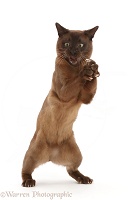 Brown Burmese cat, open mouth and clasped paws